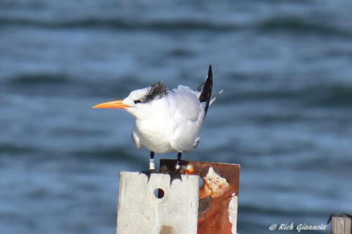 Royal Tern on a rusty piling