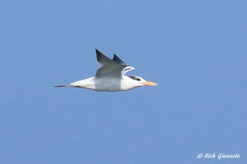 Royal Tern