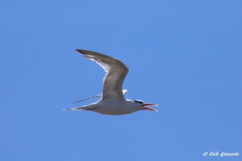 Royal Tern