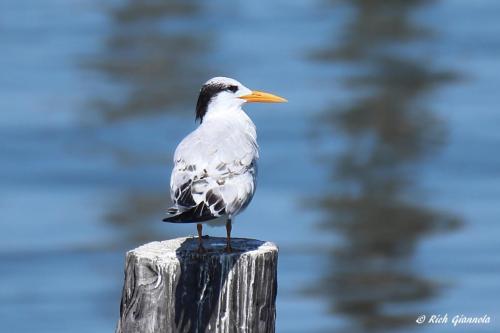 Royal Tern