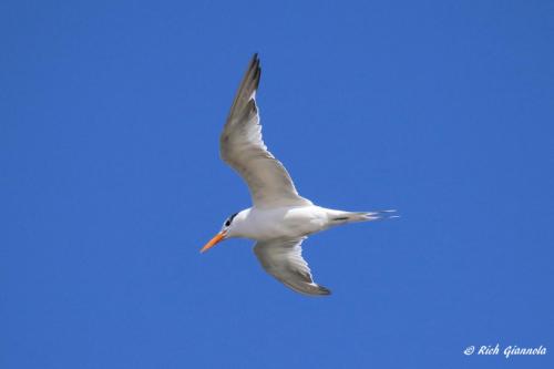 Royal Tern