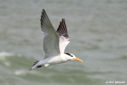 Royal Tern