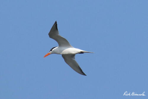 Royal Tern looking to catch a meal