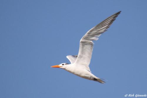 Royal Tern