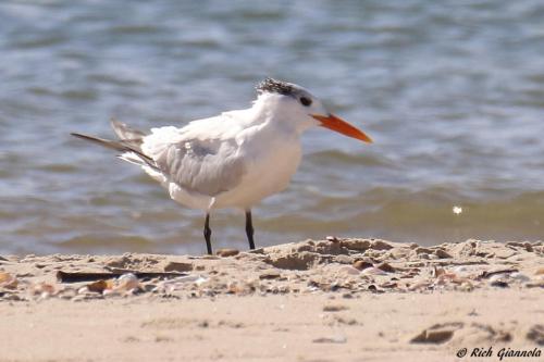 Royal Tern