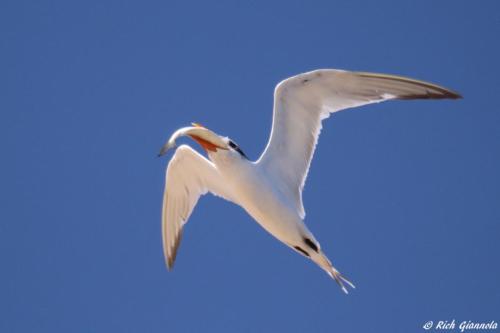 Royal Tern