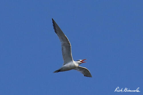 Royal Tern squawking at something