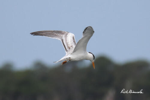 Banded Royal Tern