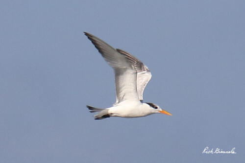 Royal Tern flying by me