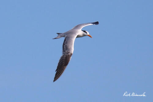 Royal Tern looking for a fish