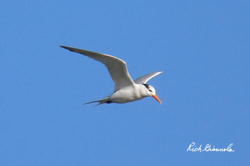 Royal Tern flying by and looking for a fish