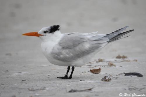 Royal Tern