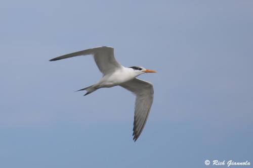 Royal Tern