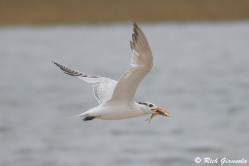Royal Tern