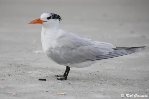 Royal Tern