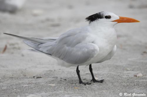 Royal Tern