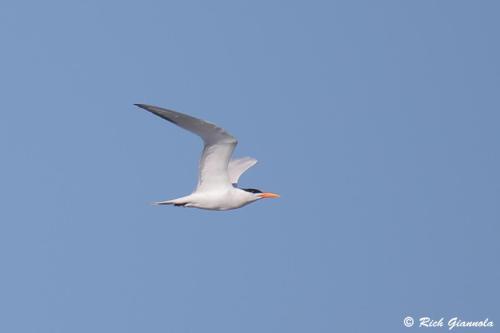 Royal Tern