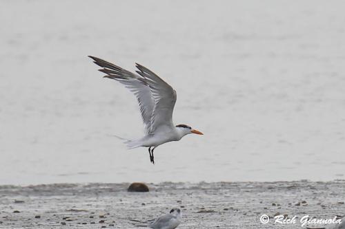 Royal Tern