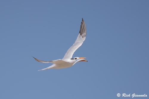 Royal Tern