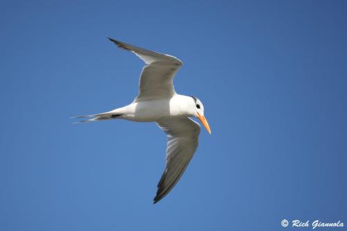 Royal Tern