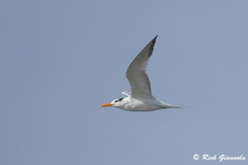 Royal Tern