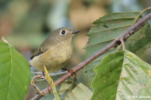 Ruby-Crowned Kinglet