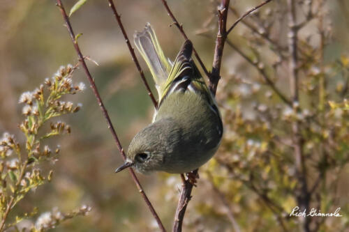 Ruby-Crowned Kinglet is delicately balanced on a branch