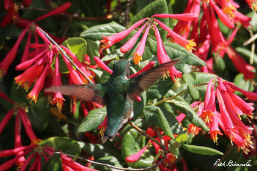 Ruby-Throated Hummingbird getting some refreshments