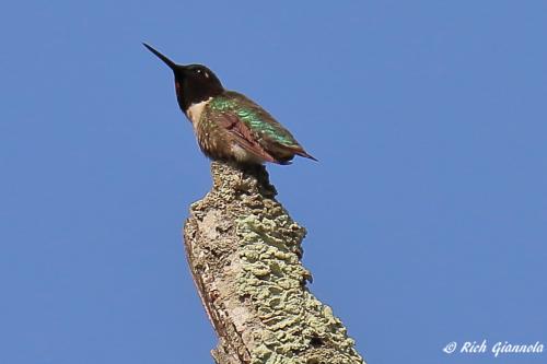 Ruby-Throated Hummingbird