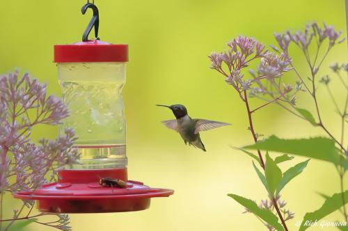 Ruby-Throated Hummingbird