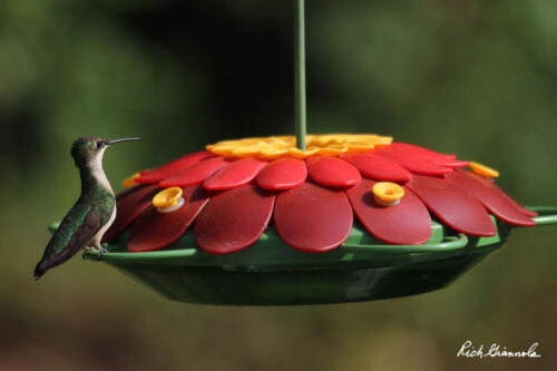 Ruby-Throated Hummingbird at our backyard feeder