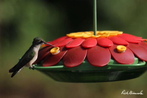 Ruby-Throated Hummingbird at our backyard feeder