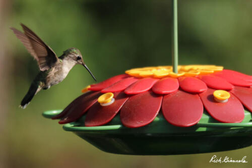 Ruby-Throated Hummingbird at our backyard feeder