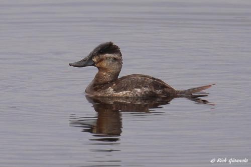 Ruddy Duck