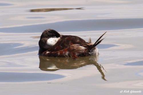 Ruddy Duck