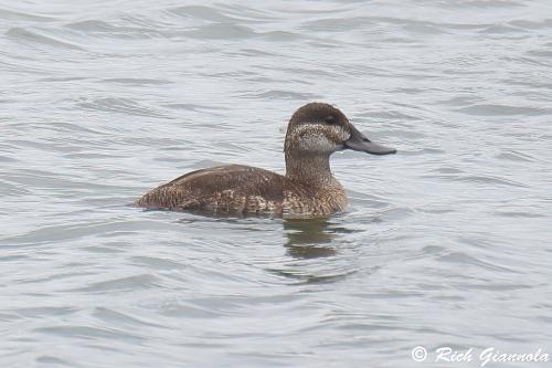 Ruddy Duck