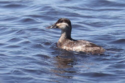 Ruddy Duck