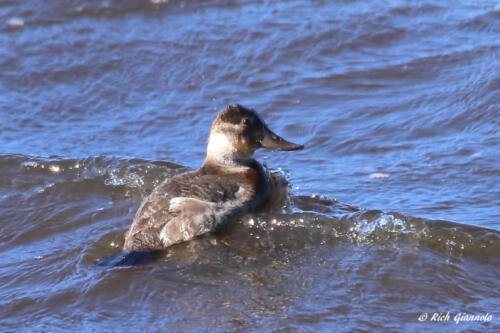 Ruddy Duck swimming