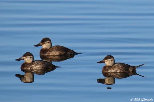 Ruddy Ducks