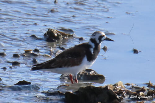 A Ruddy Turnstone catching some rays