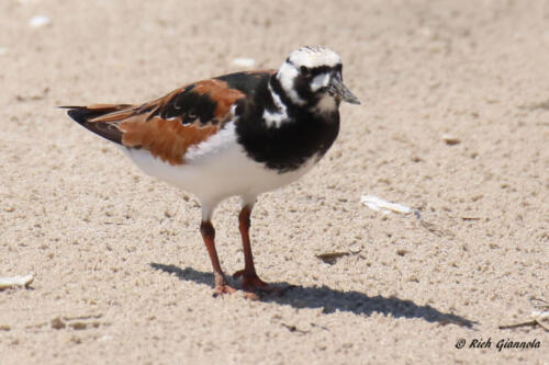 A Ruddy Turnstone in breeding plumage