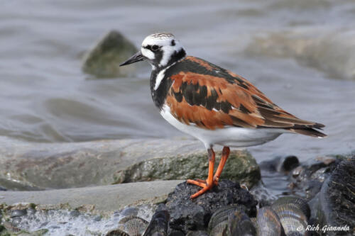 Ruddy Turnstone