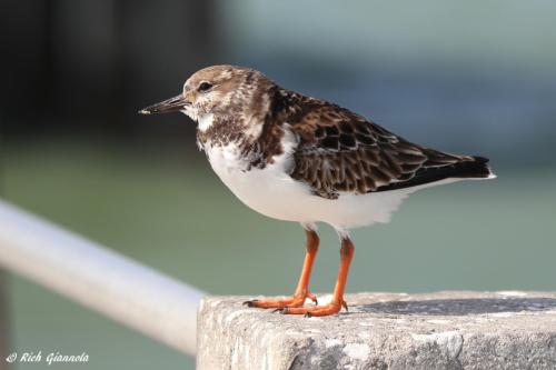 Ruddy Turnstone