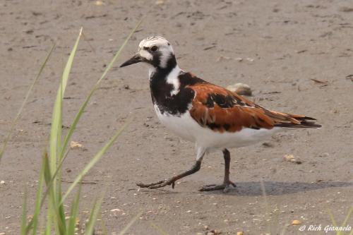 Ruddy Turnstone