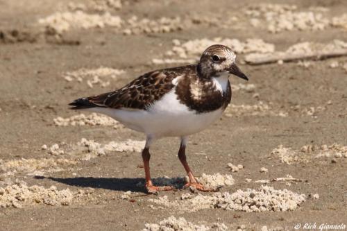 Ruddy Turnstone