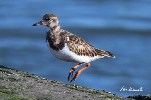 Ruddy Turnstone hopping along the jetty