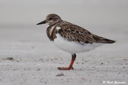 Ruddy Turnstone