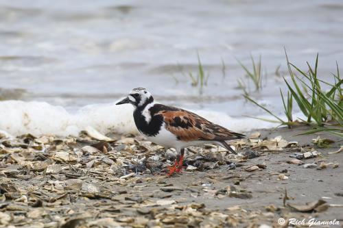 Ruddy Turnstone