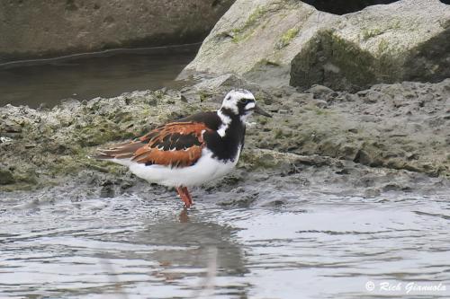 Ruddy Turnstone