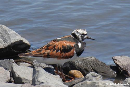 Ruddy Turnstone